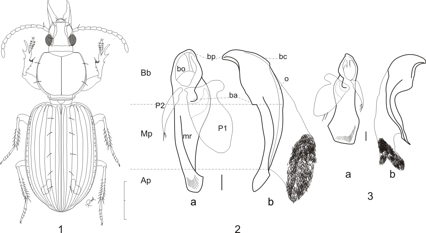 Ardistomis drumonti n.sp. deposited at RBINS collection.jpg