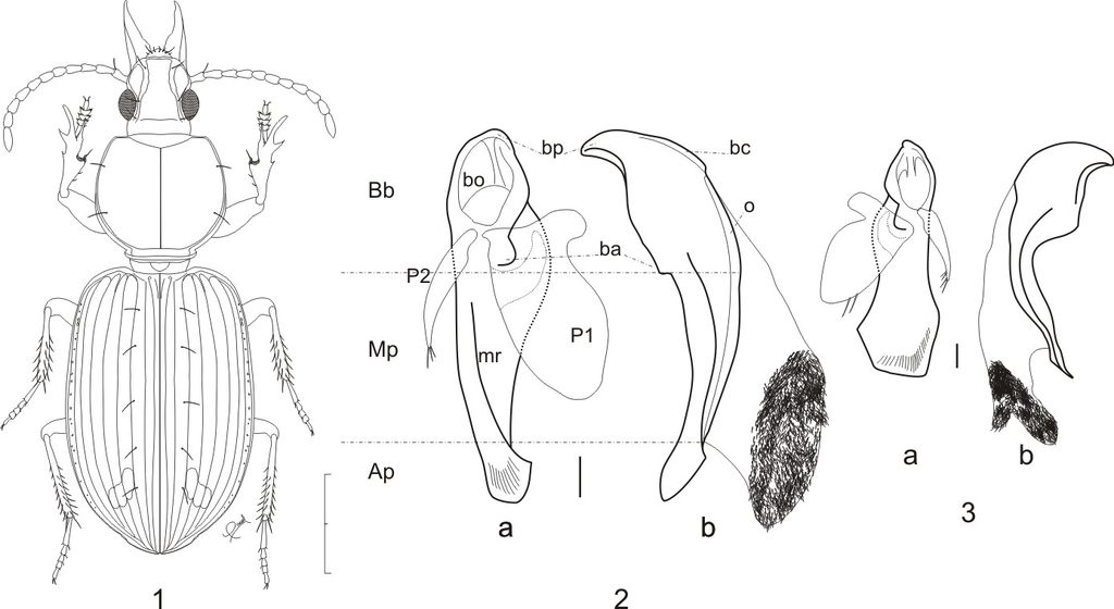 Ardistomis drumonti n.sp. deposited at RBINS collection.jpg