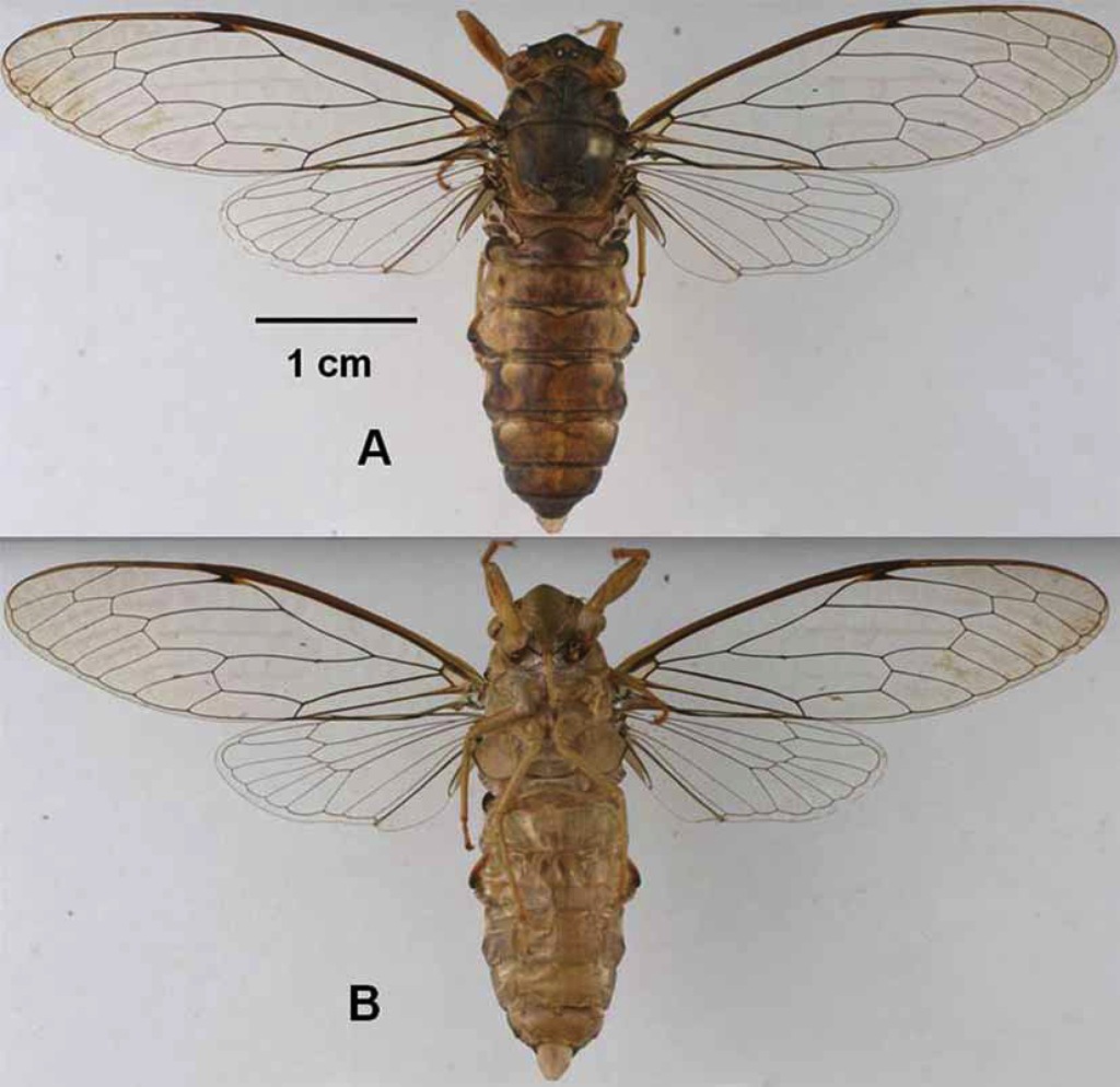 E. cucphuogensis