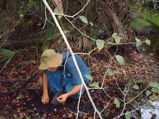 Looking for Carabids.jpg