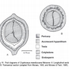 Fig. 11. Fruit diagrams of Cryptocarya mandioccana