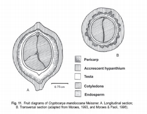Fig. 11. Fruit diagrams of Cryptocarya mandioccana