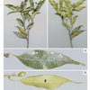 Fig. 24. Branches of Cryptocarya botelhensis