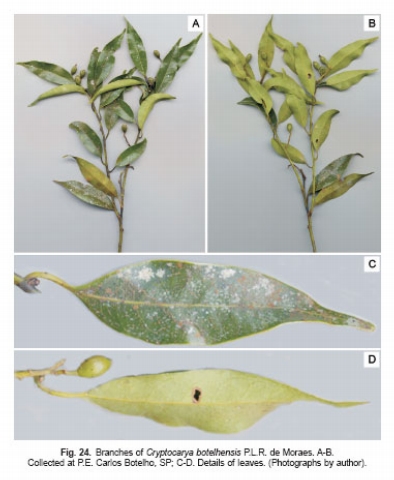 Fig. 24. Branches of Cryptocarya botelhensis