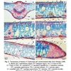 Fig. 2. Transections of leaves