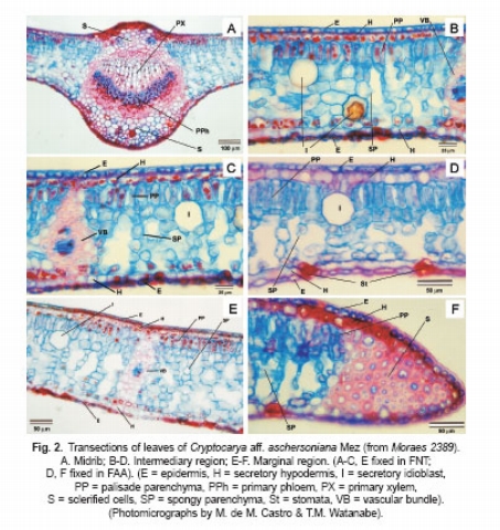 Fig. 2. Transections of leaves