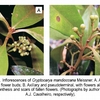 Fig. 5. Inflorescences