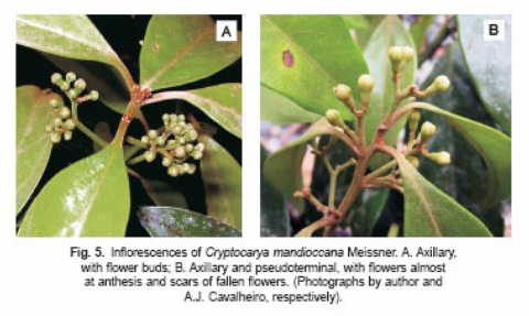 Fig. 5. Inflorescences