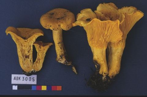 Fig 14 - Vol 10 Abc Taxa