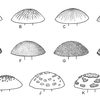 Fig 24 - Vol 10 Abc Taxa