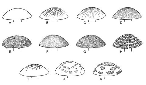 Fig 24 - Vol 10 Abc Taxa