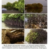 Figure 13: Mangrove and associated seaweeds