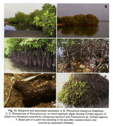 Figure 13: Mangrove and associated seaweeds
