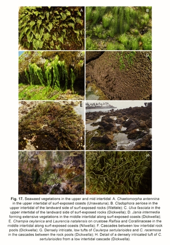 Figure 17: Seaweed vegetations in the upper and mid intertidal
