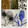 Figure 31: General characters of seaweeds