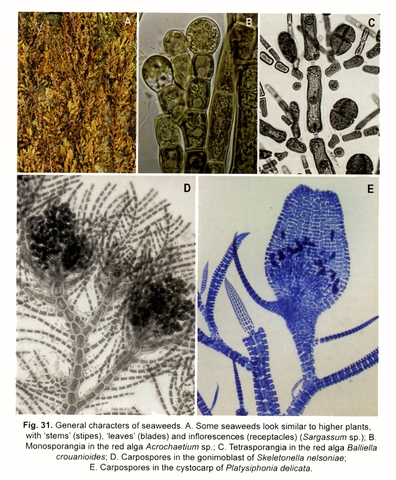 Figure 31: General characters of seaweeds