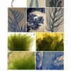 Figure 36: Seaweed morphology