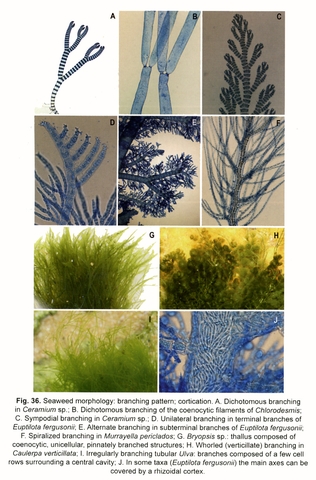 Figure 36: Seaweed morphology