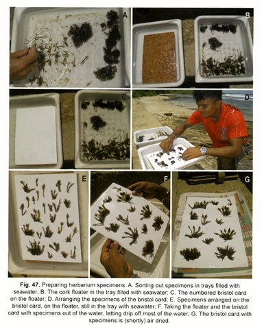 Figure 47: Preparing herbarium specimens