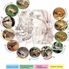 Fig. 6. Representación esquemática de la segregación ecológica en una comunidad de anfibios. Como referencia se ha escogido la localidad de Soroa (Sierra del Rosario, Pinar del Río), donde se registran 15 especies en simpatría (11 de las cuales están presentes en la figura). Las especies son: 1. Eleutherodactylus zugi (habitante de la hojarasca; los machos pueden vocalizar desde la vegetación baja); 2. E. dimidiatus (Idem.); 3. E. goini (habita la hojarasca, pero también se halla sobre el carso; los machos pueden ascender a la vegetación para vocalizar); 4. E. varleyi (habitante del suelo y la vegetación herbácea); 5. larvas de Bufo fustiger; usualmente presentes en zonas lénticas; .6. Bufo fustiger (habitante del suelo; acude a reproducir al agua; los machos vocalizan desde la orilla del río); 7. E. riparius (habitante de las márgenes del río; cuando llueve, puede adentrarse al bosque); 8. E. limbatus (habitante de la hojarasca); 9. E. zeus (especie petrícola, que también frecuenta los recintos cavernarios); 10. E. auriculatus (hábitos semiarborícolas; los huevos son puestos en el suelo, bajo la hojarasca); 11. E. eileenae (Idem.); 12. E. varians (los machos vocalizan desde las hojas y ramas, generalmente a gran altura; la reproducción ocurre, típicamente, dentro de bromelias, donde también se encuentran los refugios diurnos). (Fotos de: Chris Lukhaup, Manuel Iturriaga, Ingo Fritzsche, Angel Rojas, y Luis M. Díaz; dibujo: L.uis M. Díaz). 