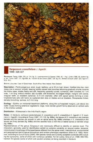 Figure 118: Sargassum crassifolium