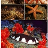 What are echinoderms?