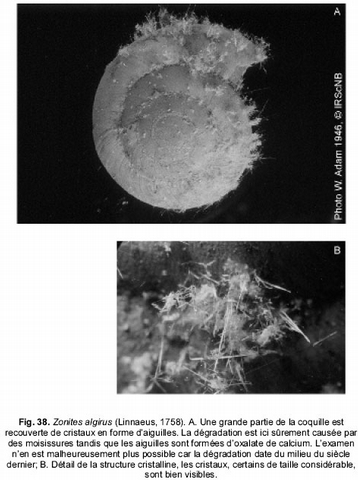 Acid environment cause damage