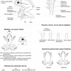 Fig. 9. Características morfológicas de los anuros. (Ilustraciones: Luis M. Díaz).