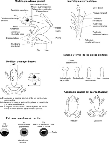 Fig. 9. Características morfológicas de los anuros. (Ilustraciones: Luis M. Díaz).