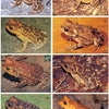 Lámina 8. Familia Bufonidae: Género Bufo