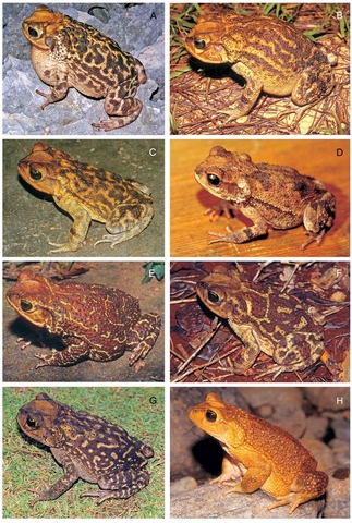 Lámina 8. Familia Bufonidae: Género Bufo