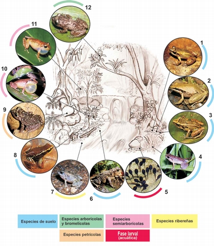 Fig. 6. Representación esquemática de la segregación ecológica en una comunidad de anfibios. 