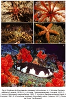 What are echinoderms?