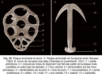 Taxonomic characters