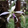 PhotoArchive.zip/Ancistrochilus-thomsonianus.JPG