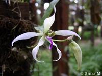 PhotoArchive.zip/Ancistrochilus-thomsonianus.JPG