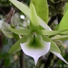 PhotoArchive.zip/Angraecum-eichlerianum-var-curvicalcaratumi.JPG