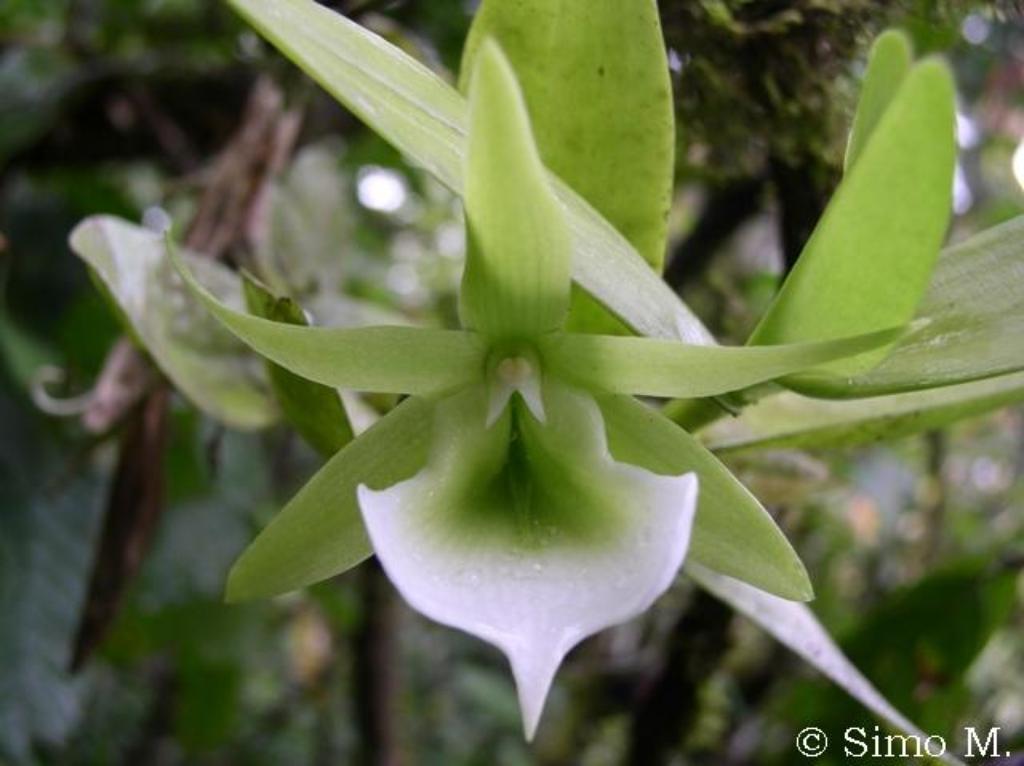 PhotoArchive.zip/Angraecum-eichlerianum-var-curvicalcaratumi.JPG