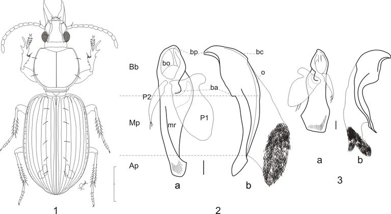 Ardistomis drumonti, a new species in honor of colleague A. Drumont