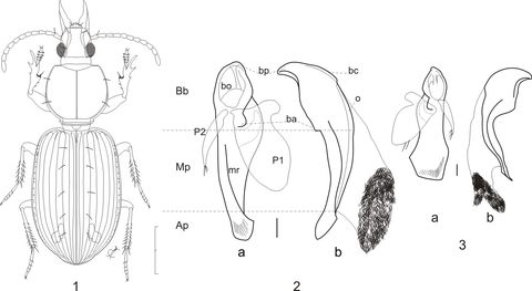 Ardistomis drumonti, a new species in honor of colleague A. Drumont