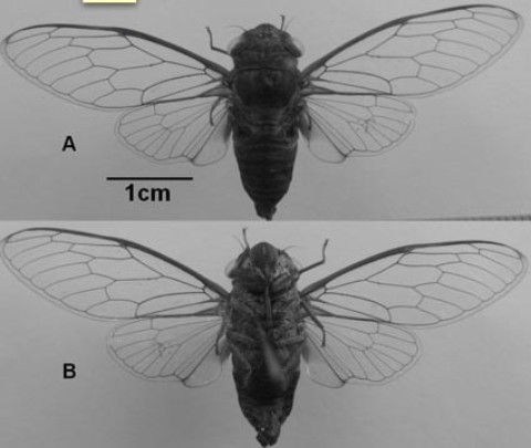 L_vinhcuuensis