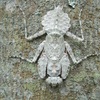 Nymph of praying mantis (Phia Den) .jpg