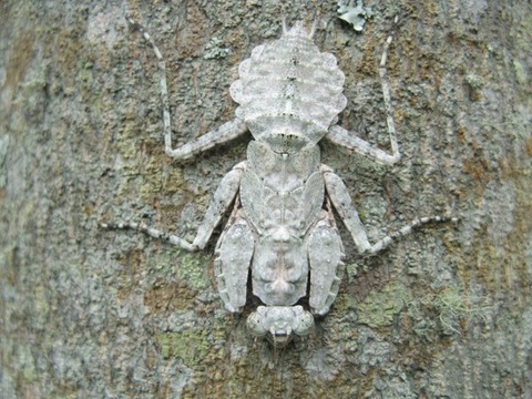Nymph of praying mantis (Phia Den) .jpg