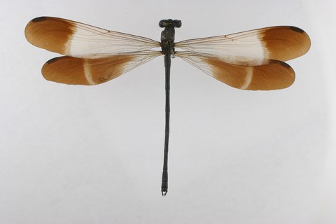 P oranta - Holotype