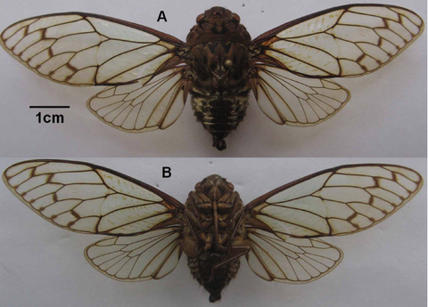 K. hoanglienensis