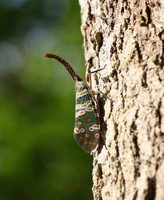 Pyrops candelaria (Cuc Phuong), Buom Voi in Vietnamese.jpg