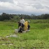 Sampling in Parana floodplain (Brazil)