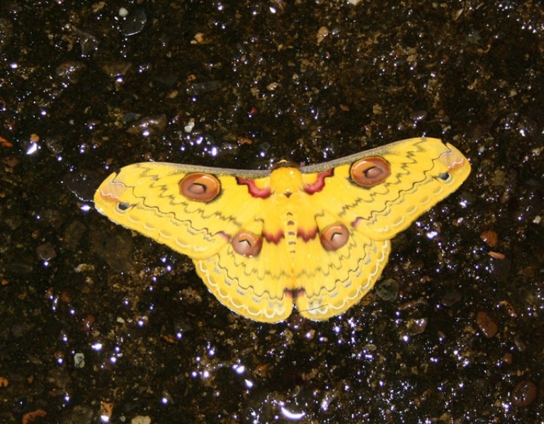 Saturnidae (Cuc Phuong).jpg