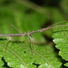 Stick insect (Cuc Phuong).jpg