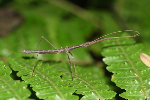 Stick insect (Cuc Phuong).jpg